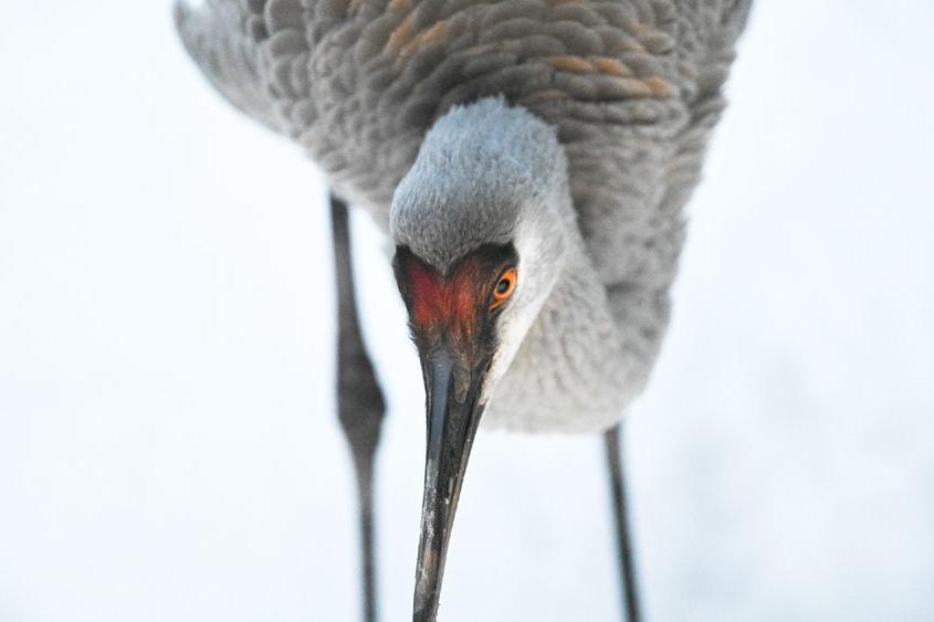 A close up picture of a sandhill crane in the snow